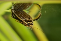 Potapnik ryhovany - Acilius sulcatus - Lesser diving beetle 7196